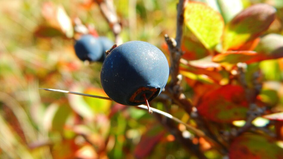 Wanderung Wanderung in die Gumpenalm - Touren-Impression #2.2 | © Erlebnisregion Schladming-Dachstein