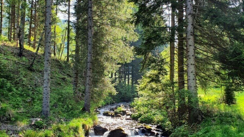Hiking route Speikkogel vom Gelingraben - Touren-Impression #2.3 | © Martin Muhrer
