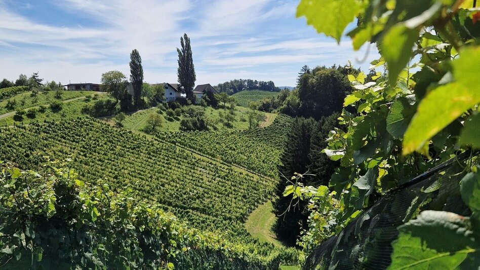 Wanderung Über Stock und Wein – Naturparkwanderweg kurze Variante - Touren-Impression #2.2 | © TV Südsteiermark/Daniela Haring