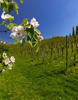 Weingarten Gamlitz | Harry Schiffer | © TVB Südsteiermark / Harry Schiffer