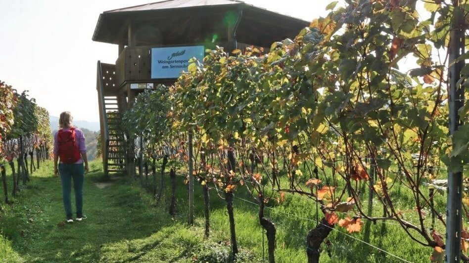 Hiking route Sernauberg, Weg 4 und 4a - Touren-Impression #2.3 | © TVB Südsteiermark/WEGES