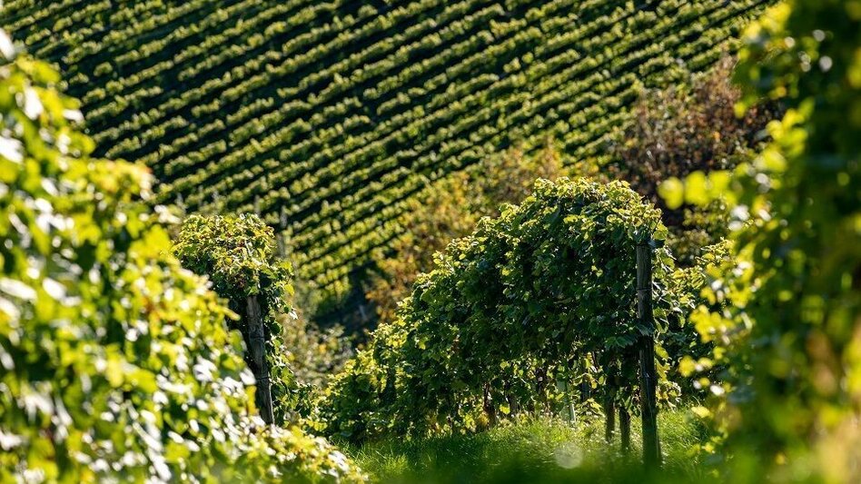 Hiking route Eckberg - Steinbach - Ratsch, path no. 6 - Touren-Impression #2.2 | © TV Südsteiermark/Harry Schiffer