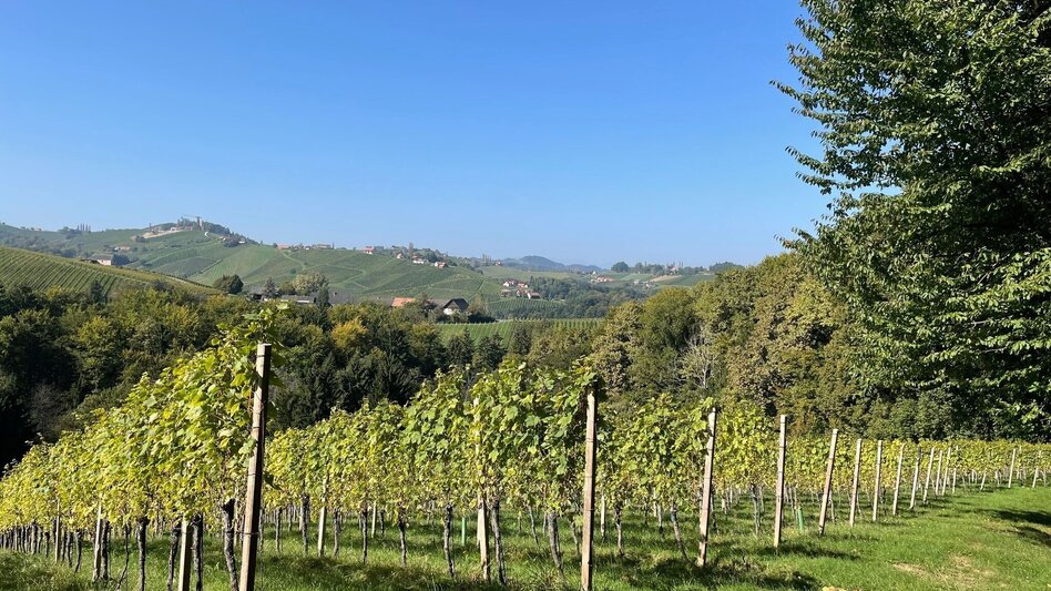 Hiking route Eckberg - Steinbach - Ratsch, path no. 6 - Touren-Impression #2.4 | © TV Südsteiermark/Brigitte Walch