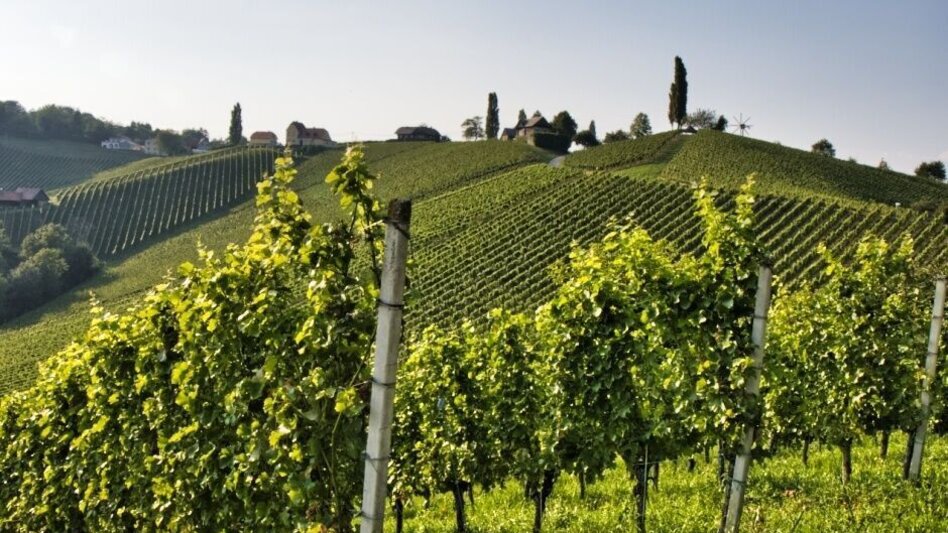 Wanderung Sulztaler Rundwanderweg Variante 9a - Touren-Impression #2.4 | © Südsteiermark