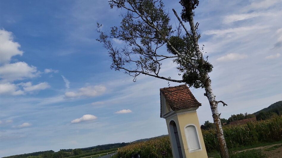 Bike Riding R11a Route Mitterdorf - Touren-Impression #2.6 | © Oststeiermark Tourismus