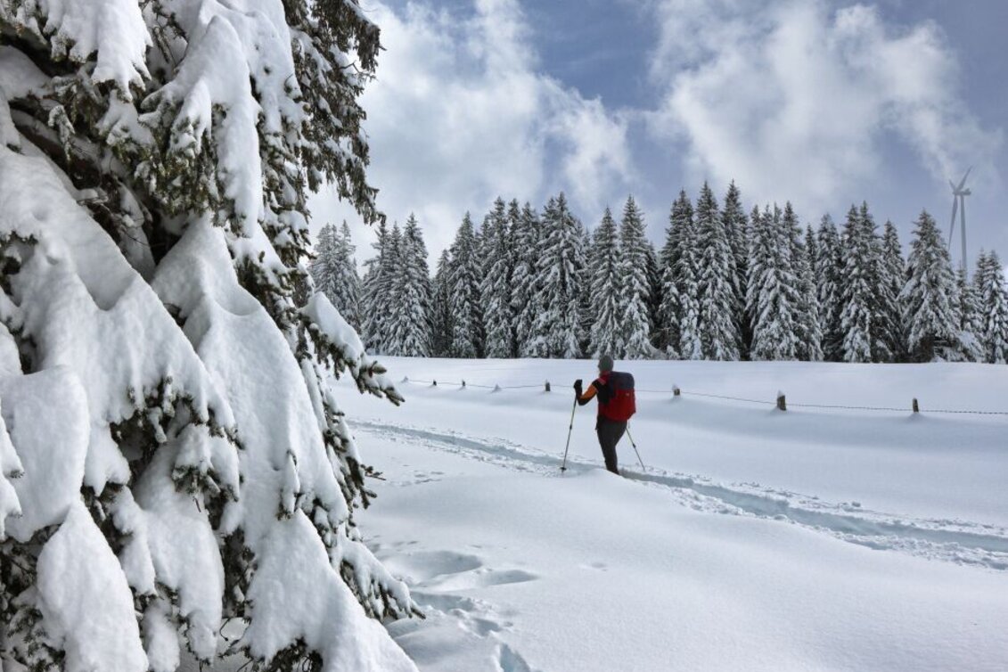 Schneeschuh Schneeschuhwanderung Freiländeralm - Touren-Impression #1 | © Weges OG