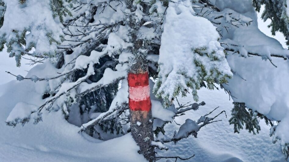 Schneeschuh Schneeschuhwanderung Freiländeralm - Touren-Impression #2.4 | © Weges OG