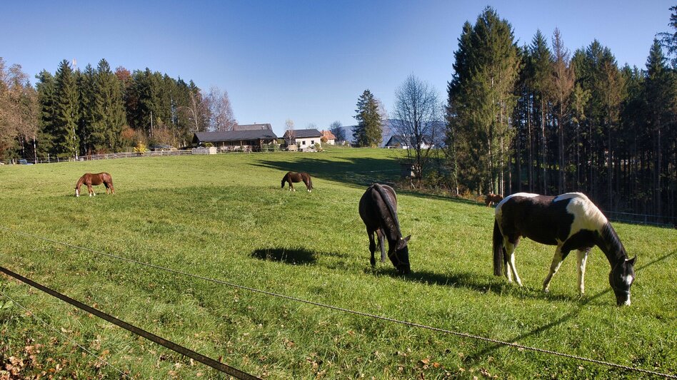 Hiking route 5 Grazer Bergland Wanderweg Gratwein - Judendorf-Straßengel - Touren-Impression #2.3 | © Weges OG