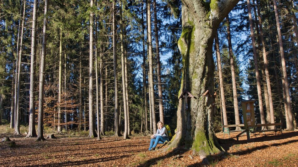 Hiking route 5 Grazer Bergland Wanderweg Gratwein - Judendorf-Straßengel - Touren-Impression #2.9 | © Weges OG