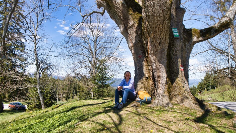 Hiking route Rein - Plesch - Kogelleitenweg / Planung - Touren-Impression #2.1 | © Weges OG