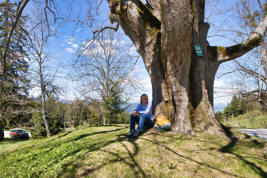 Hiking route Rein - Plesch - Kogelleitenweg / Planung - Touren-Impression #1 | © Weges OG