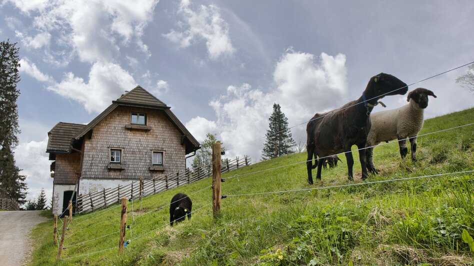 Hiking route Gamsgraben - Almwirt - Hochalm - Touren-Impression #2.3