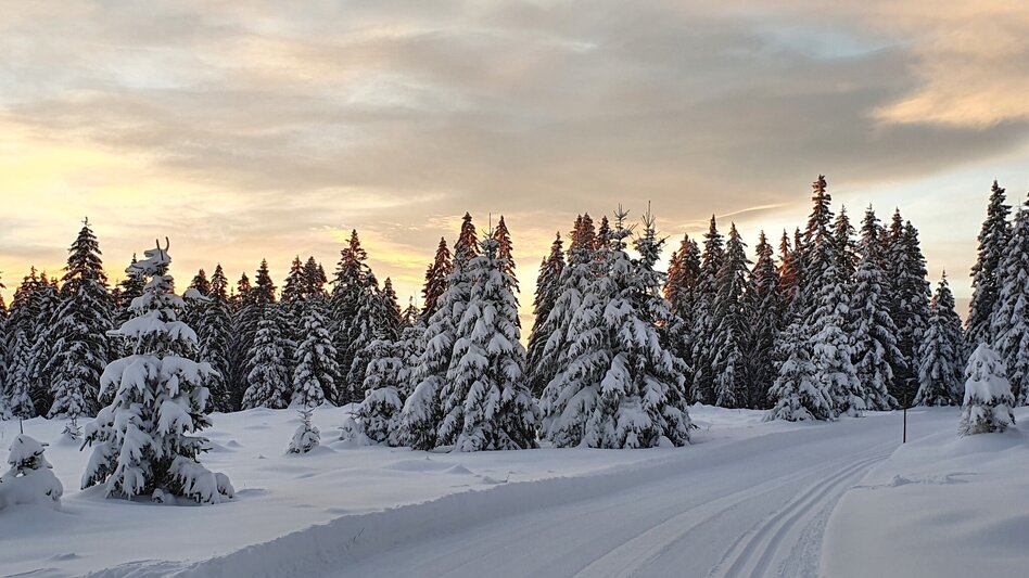 Langlauf Skating Kluglift Runde - Touren-Impression #2.1