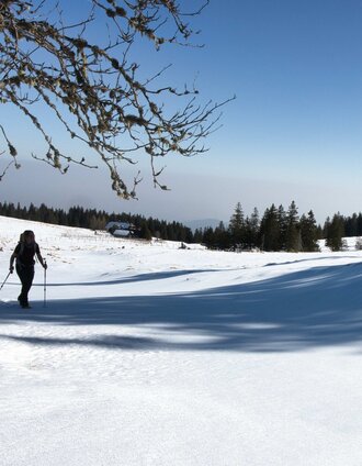 Immer wieder führt uns der Weg über Almen | Weges OG | © Weges OG
