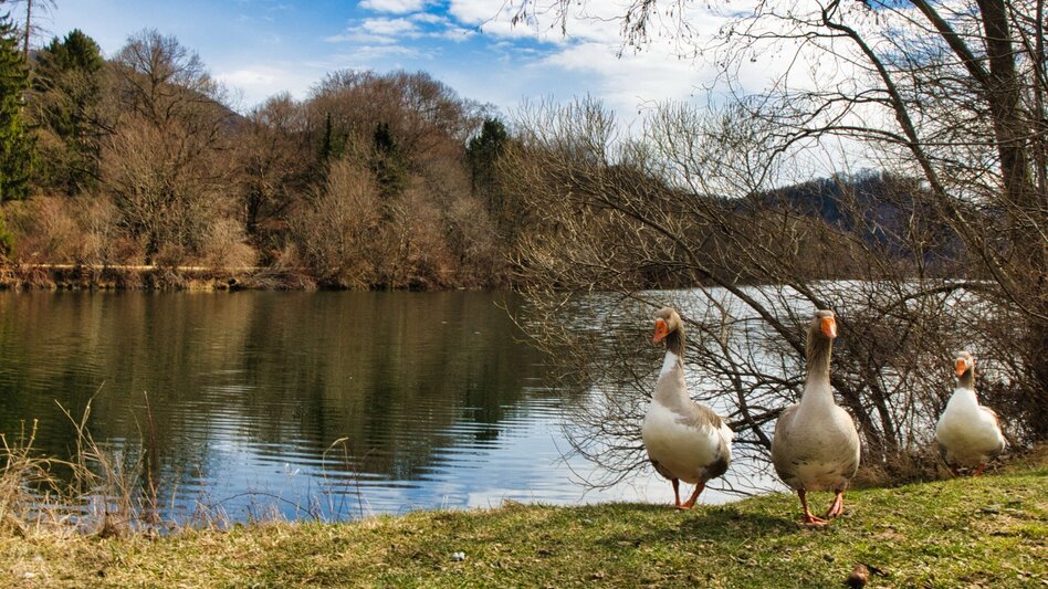 Hiking route 6_Adriacher Höhenweg - Frohnleiten bewegt - Touren-Impression #2.8 | © Weges OG