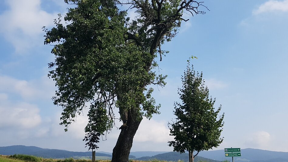 Wanderung Pöllau-Runde über Rabenwaldkogel und Alpenkräutergarten Käfer, Pöllau - Touren-Impression #2.6 | © Oststeiermark Tourismus