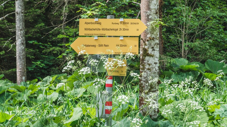 Hiking route Alpenbockweg - Touren-Impression #2.3