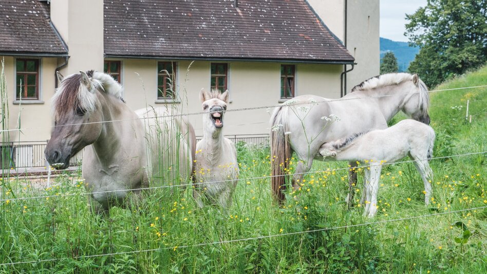 Wanderung Rein in den Wald - ein Erlebnispfad - Touren-Impression #2.3