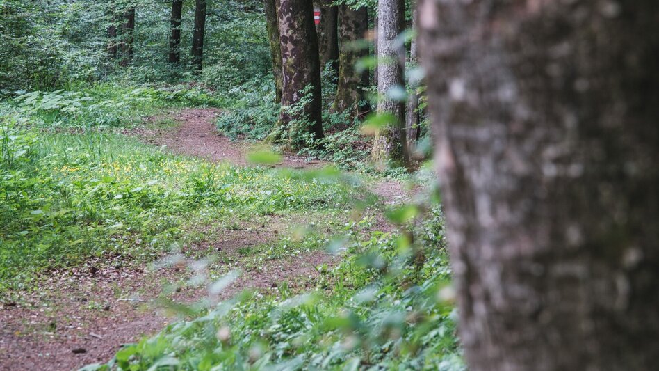 Wanderung Rein in den Wald - ein Erlebnispfad - Touren-Impression #2.4