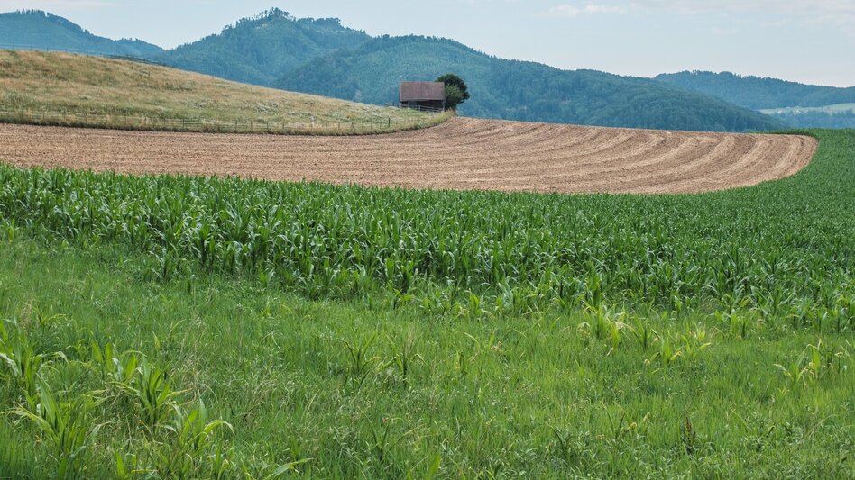 Hiking route Zisterzienserweg - Touren-Impression #2.6