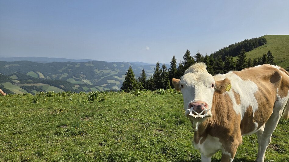 Wanderung Streckenwanderung Sommeralm-Teichalm - Touren-Impression #2.2 | © Tourismusverband Oststeiermark