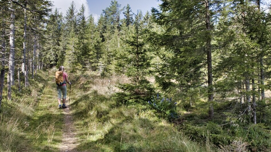 Hiking route BergZeitReise - alternative descend Mitterdorf - Touren-Impression #2.2 | © Tourismusverband Hochsteiermark