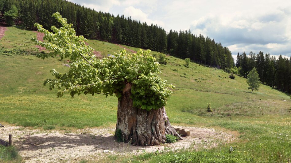 Wanderung Etappe 06 - Erde: SIEBEN ELEMENTE  - der Weg  - Touren-Impression #2.5