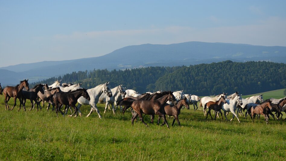 Lipizzaner Herde auf der Weide
