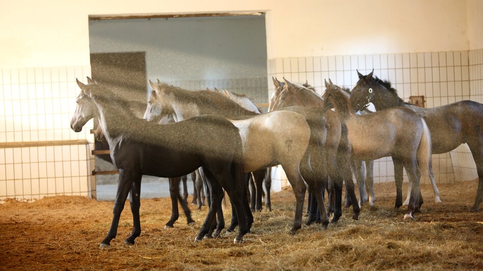 Pferde im Laufstall