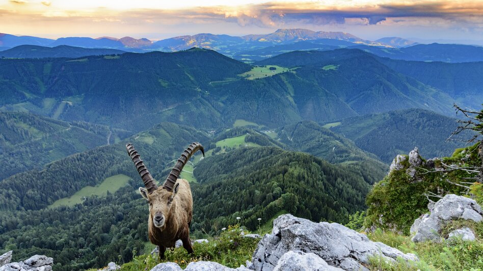 Wenn es in Graz zu voll wird, geht es für mich rauf auf die Teichalm. Zwischen Almen und Wiesen lässt sich entspannt wandern und man kann die Alltagssorgen unbeschwert hinter sich lassen. - Elisabeth Stolzer | © STG | Volker Preusser