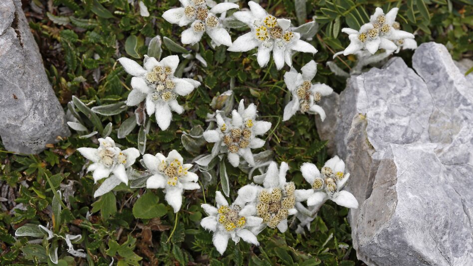 In der ersten Juliwoche findet man beim Edelweißboden bei Tragöß ein einzigartiges (Alm-) Blumenmeer 😊 Nach der Wanderung kann man am Berg herrlich ausruhen und picknicken. - Ulrike Preiss | © STG | Herbert Raffalt