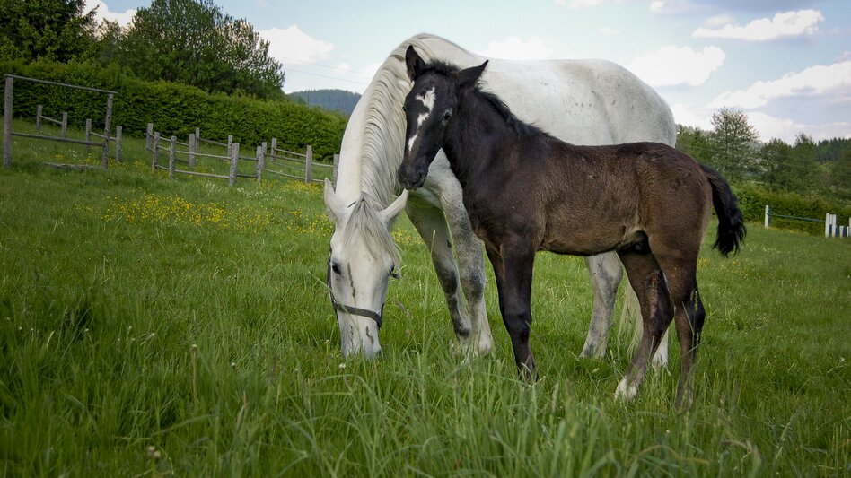 Lipizzanergestüt Piber: Inmitten der sanften Hügellandschaft tollen die dunklen Fohlen hier seit mehr als 100 Jahren an der Seite ihrer Mütter über die Wiesen und Weiden, bevor sie zur Ausbildung an die Spanische Hofreitschule nach Wien kommen. | © Spanische Hofreitschule - Lipizzanergestüt Piber