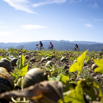 Radgenuss entlang der Kürbisfelder | © STG | Tom Lamm