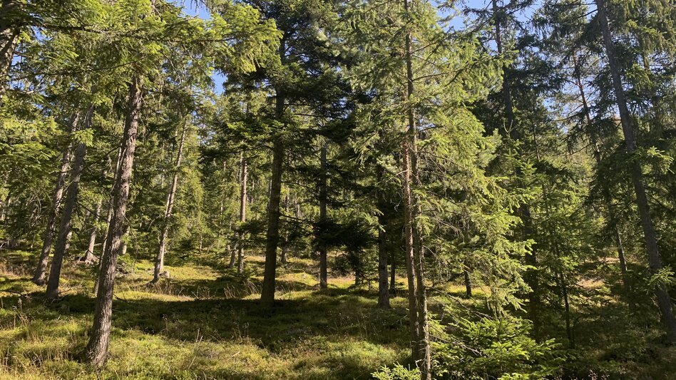 Die Steiermark, das waldreichste Bundesland Österreichs: Das Grüne Herz | © STG | Stephanie Renner