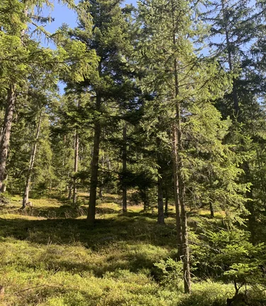 Die Steiermark, das waldreichste Bundesland Österreichs: Das Grüne Herz | © STG | Stephanie Renner