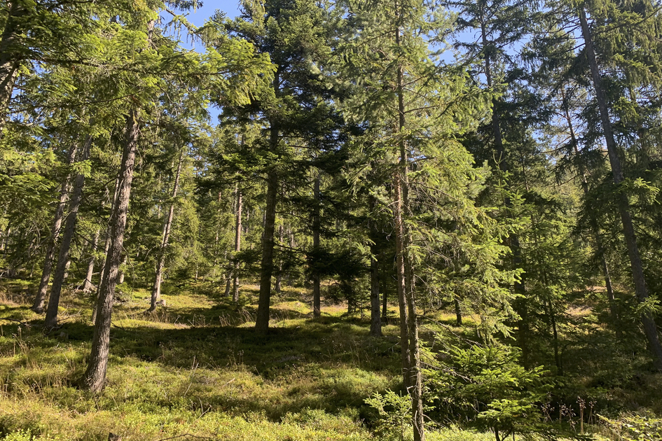 Styria, the most densely wooded province in Austria: The Green Heart | © Steiermark Tourismus | Stephanie Renner