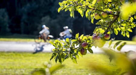 Radfahren entlang von Streuobstgärten | © STG | Tom Lamm