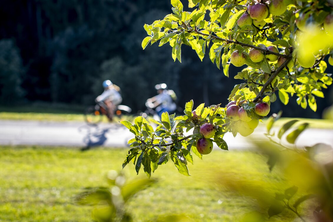 Radfahren entlang von Streuobstgärten | © STG | Tom Lamm
