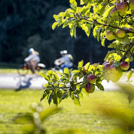Radfahren entlang von Streuobstgärten | © STG | Tom Lamm