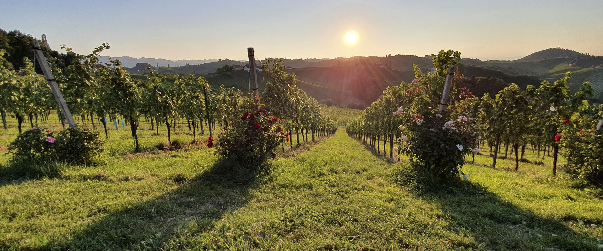 Sunset at the vineyard | © Steiermark Tourismus | Günther Steininger