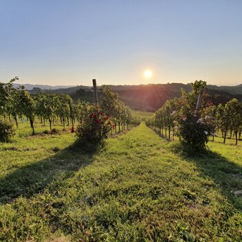 Sonnenuntergang am Weinberg beim Weingut Bullmann | © STG | Günther Steininger