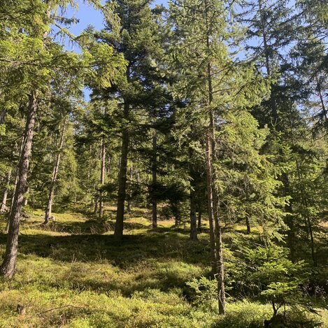 Die Steiermark, das waldreichste Bundesland Österreichs: das Grüne Herz | © STG | Stephanie Renner