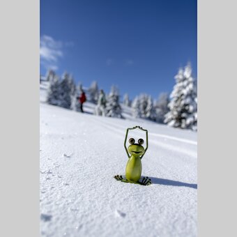 Steiermark-Frosch auf der Frauenalpe | © STG | Tom Lamm