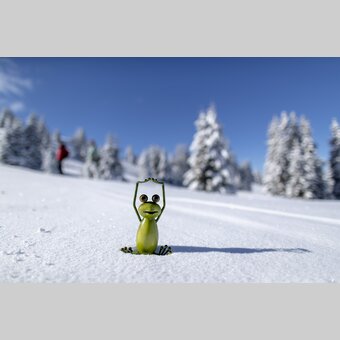 Steiermark-Frosch auf der Frauenalpe | © STG | Tom Lamm