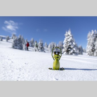 Steiermark-Frosch auf der Frauenalpe  | © STG | Tom Lamm