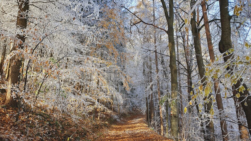Forest in late autumn/end of November at the Geierwandweg near Stubenbergsee/Eastern Styria | © Steiermark Tourismus | Günther Steininger