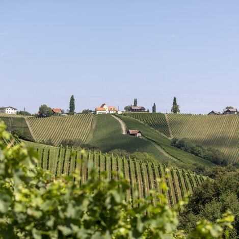 Blick auf die südsteirischen Weinberge | © STG | Tom Lamm