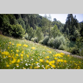 Am Murradweg bei Murau | © STG | Tom Lamm