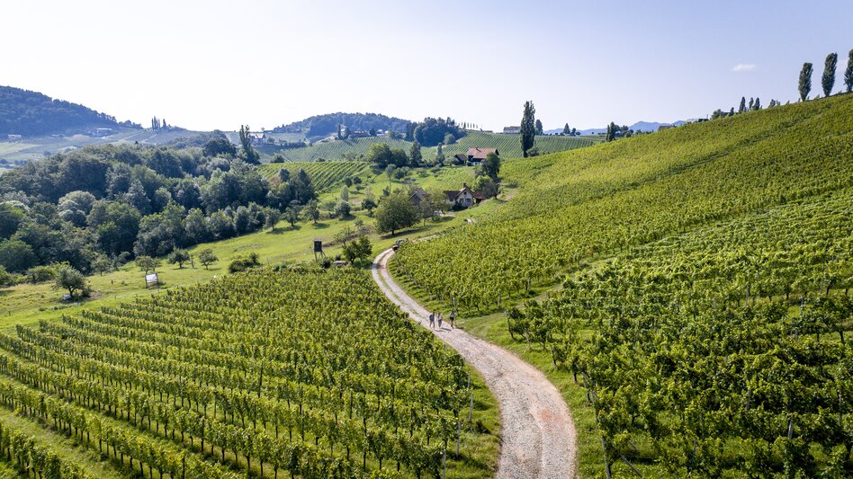 Hiking through the vineyards of southern Styria | © Steiermark Tourismus | Tom Lamm