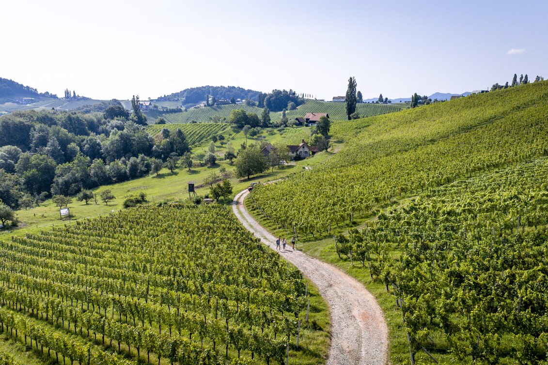 Wanderung durch die südsteirischen Weinberge | © STG | Tom Lamm